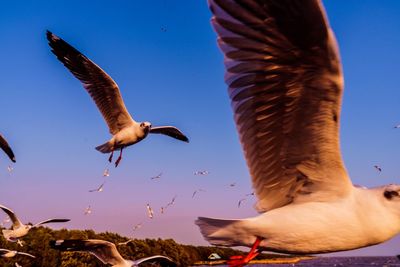 Low angle view of seagulls flying against clear blue sky