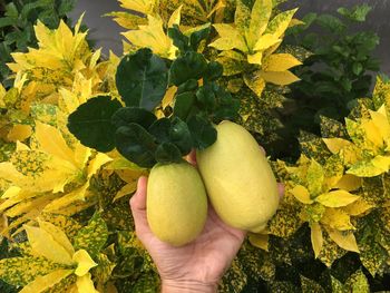 Cropped image of hand holding fruits