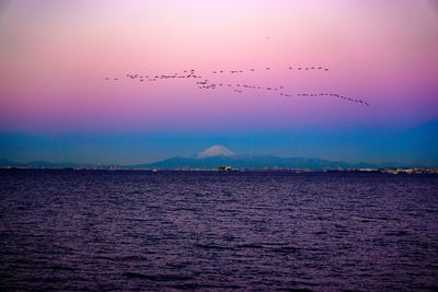 Birds flying over sea against sky during sunset