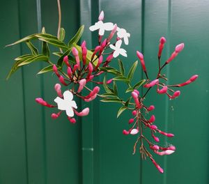 Close-up of red flowering plant