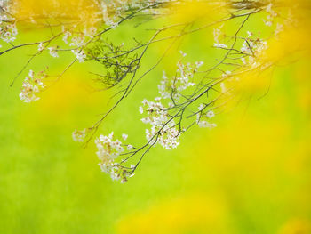 Close-up of yellow flowering plant