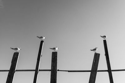 Low angle view of seagulls perching on metal against sky