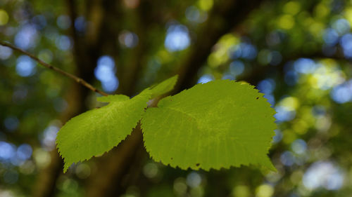 Close-up of fresh green leaves