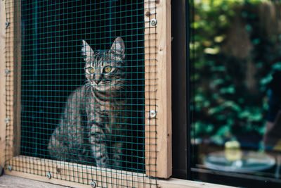Portrait of cat seen through window