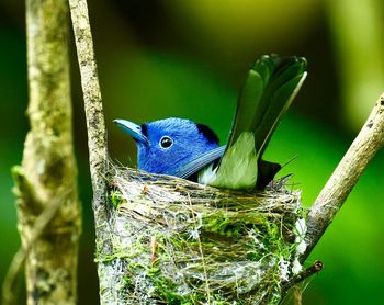 Close-up of a bird perching on branch