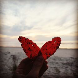 Person holding leaf against sea during sunset