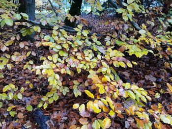 High angle view of leaves on field during autumn
