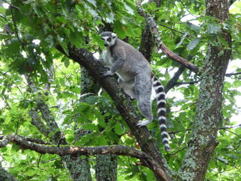 Low angle view of cat sitting on tree