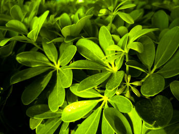 Full frame shot of green leaves