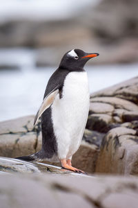 Gentoo penguin stands on rocks beside water