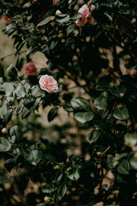 Close-up of pink flowering plant