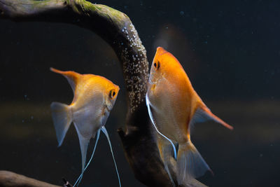 Pair of gold pterophyllum scalare in aqarium, yellow angelfish lays its eggs. roe on wooden branch.