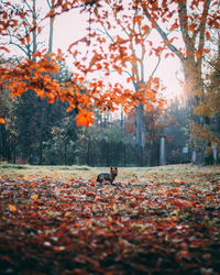 View of autumn leaves on ground