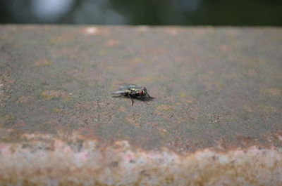 Close-up of insect