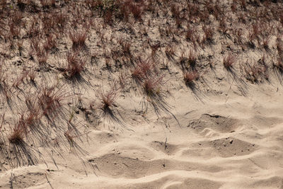 High angle view of insect on sand