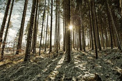 Sunlight streaming through trees in forest