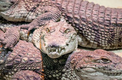 Close-up of crocodile