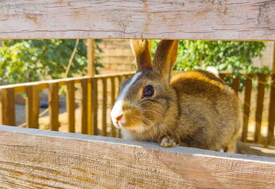 Close-up of squirrel on railing