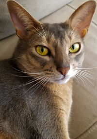 Close up of purebred blue abyssinian lying on couch