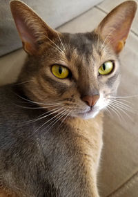 Close-up portrait of a cat