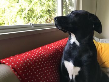 Black dog sitting on sofa at home