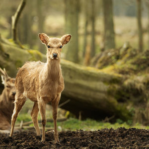 Portrait of deer against tree trunk in forest