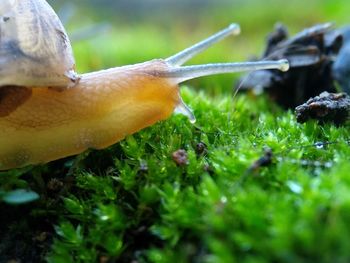 Close-up of snail on land