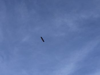 Low angle view of bird flying in sky