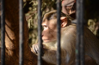 Monkey seen through cage