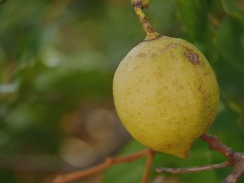 Close-up of fruit growing on tree