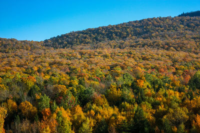 Scenic view of landscape against clear blue sky