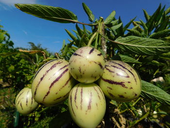 Close-up of fruits growing on plant against sky
