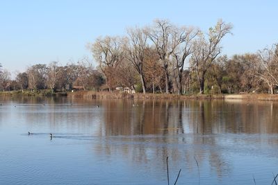 Swan swimming in lake against clear sky