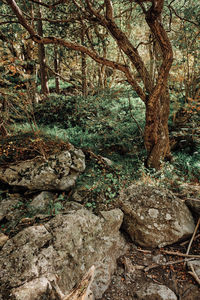 Trees growing in forest