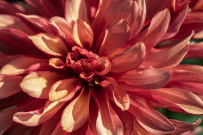 Close-up of pink dahlia