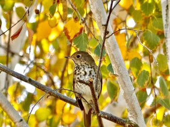 Low angle view of bird perching on branch