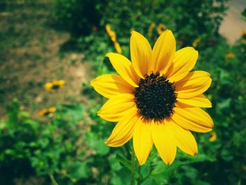 Close-up of yellow flower