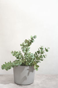 Close-up of potted plant against wall