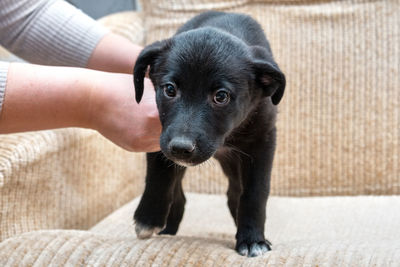 Cute black puppy being stroked by a womans hands close-up.