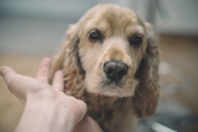 Close-up portrait of dog