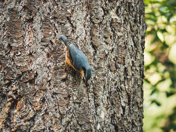 Close-up of bird perching on tree trunk
