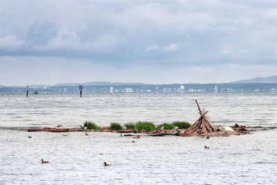 A small resting island for animals living on the lake - lake constance