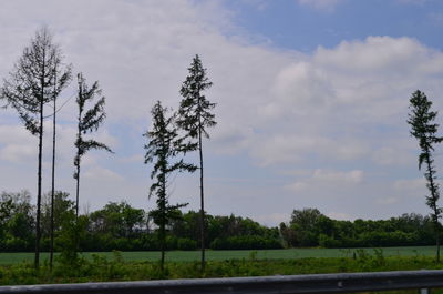 Trees on field against sky