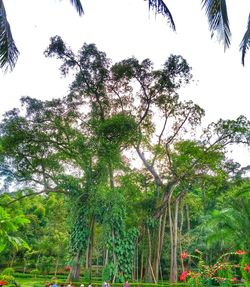 Low angle view of trees against sky