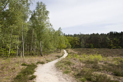 Mixed forest and path stretching into the distance, young green foliage, sun rays, spring landscape