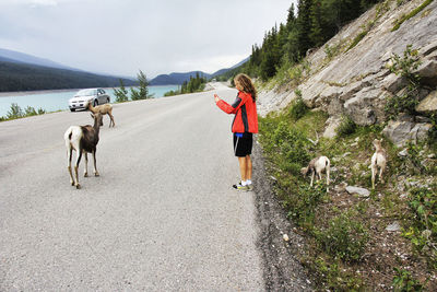 View of dog walking on road