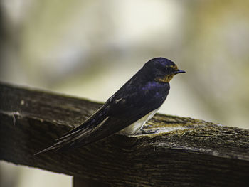 A beautiful swallow perched up on a wooden rail 