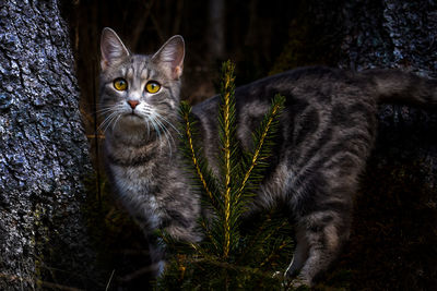 Portrait of cat in the forest