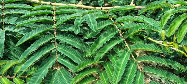 Mimosa in indonesia is known as putri malu. mimosa has leaves that close when touched