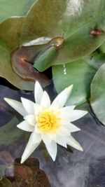 Close-up of white flower